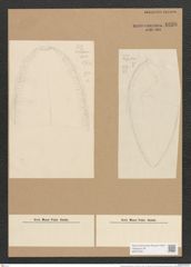 Surirella guatimalensis Ehr. (de-Toni-Nr.: Genus 53, Species 2270) Zeichnungen Sammlung Grunow Nr. 4698 (NHMW-BOT-W0372781)